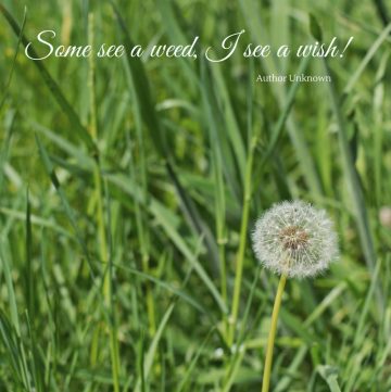 A weed in the garden