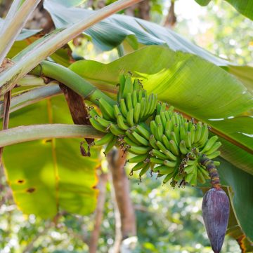 bunch of bananas on tree